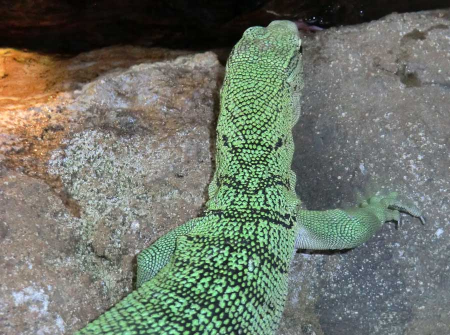 Smaragdwaran im Zoologischen Garten Wuppertal im Juli 2014