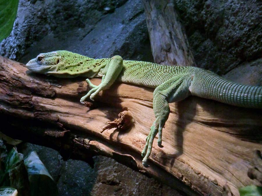 Smaragdwaran im Zoo Wuppertal im Juli 2014