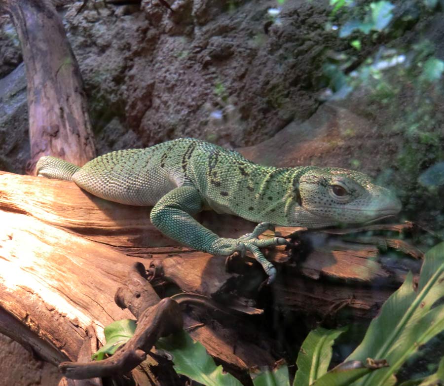 Smaragdwaran im Wuppertaler Zoo im Juli 2014