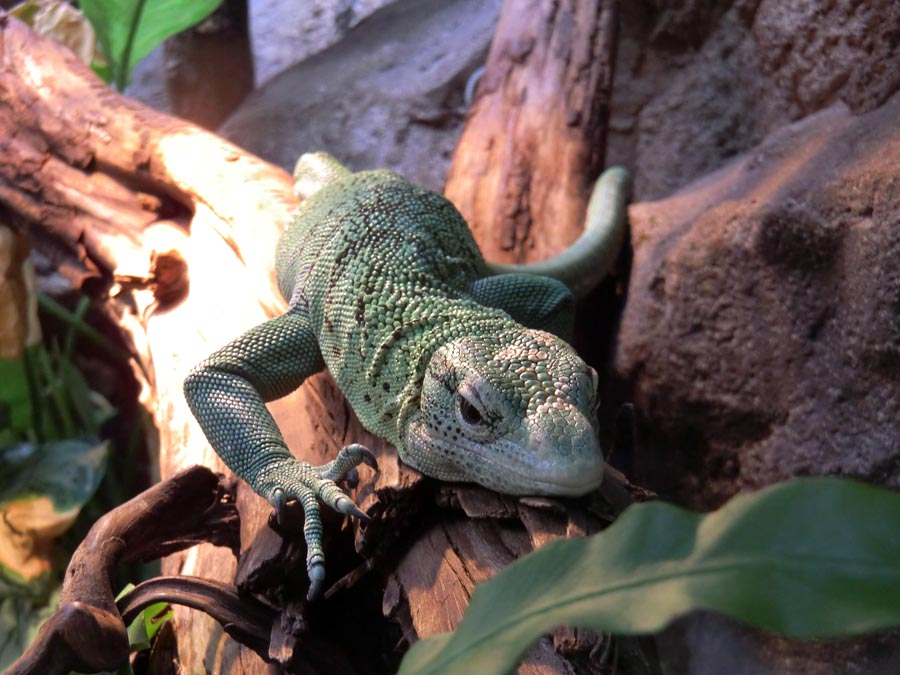 Smaragdwaran im Zoologischen Garten Wuppertal im Juli 2014