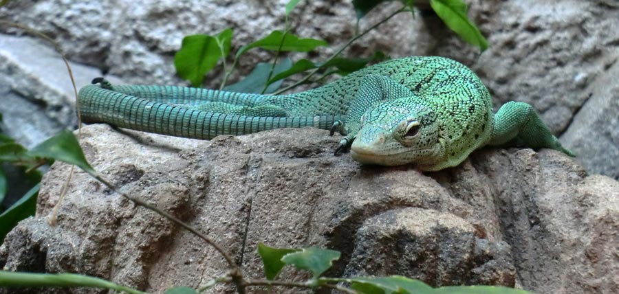 Smaragdwaran im Zoo Wuppertal im August 2014