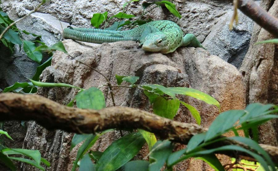 Smaragdwaran im Zoologischen Garten Wuppertal im August 2014