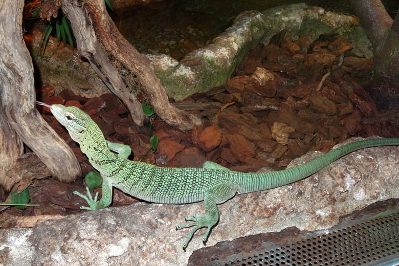 Smaragdwaran (Varanus prasinus) im Jahr 2016 im Grünen Zoo Wuppertal