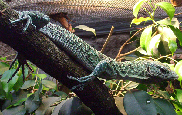 Smaragdwaran (Varanus prasinus) im Wuppertaler Zoo im Januar 2009