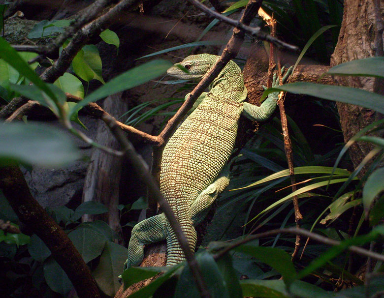 Smaragdwaran im Wuppertaler Zoo im Februar 2009