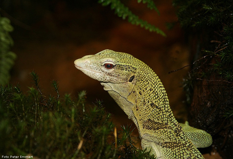 Smaragdwaran im Zoologischen Garten Wuppertal im März 2007 (Foto Peter Emmert)