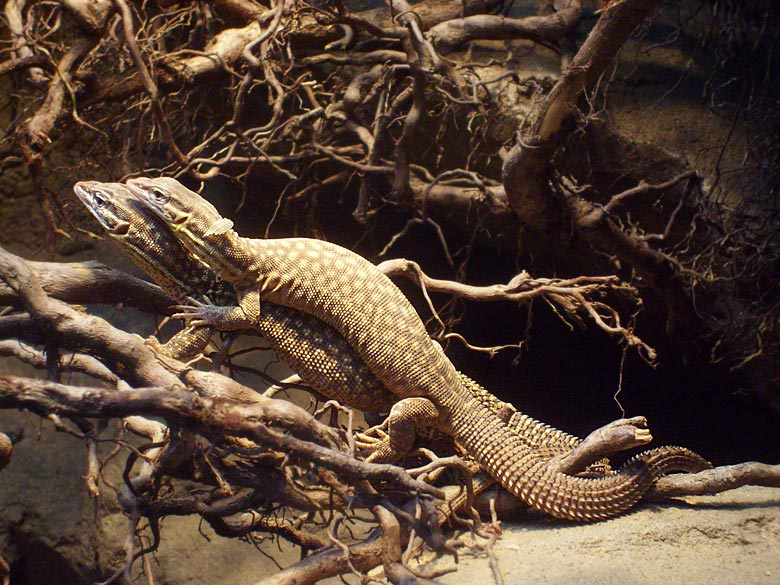 Stachelschwanzwarane im Zoologischen Garten Wuppertal am 8. Mai 2010