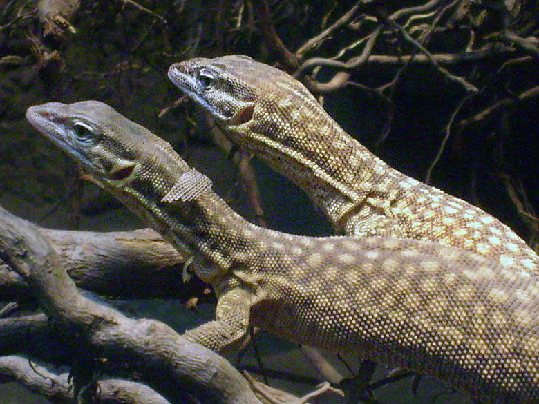 Stachelschwanzwarane im Wuppertaler Zoo am 8. Mai 2010