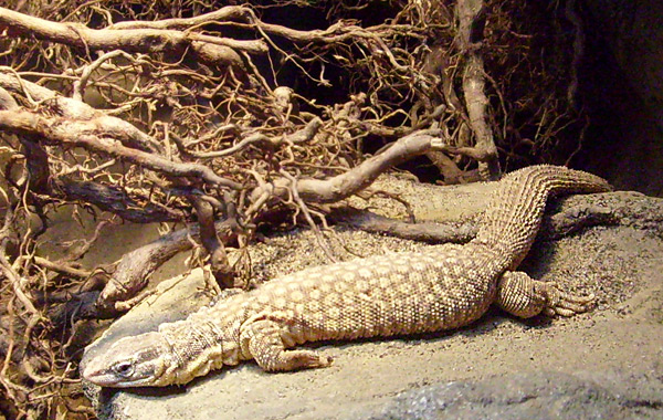 Stachelschwanzwaran im Wuppertaler Zoo im Dezember 2008