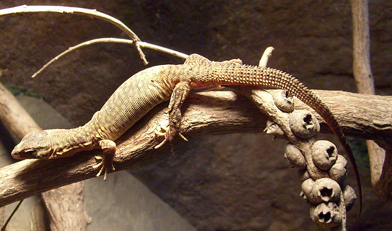 Junger Stachelschwanzwaran im Zoo Wuppertal im Februar 2009