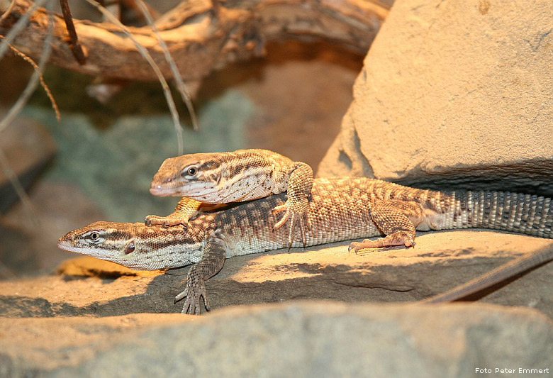 Stachelschwanzwarane im Zoologischen Garten Wuppertal im März 2007 (Foto Peter Emmert)