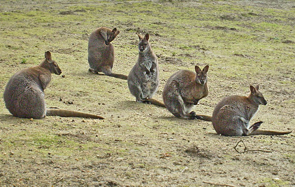 Bennettskängurus im Wuppertaler Zoo im April 2008