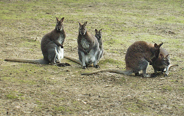 Bennettskängurus im Wuppertaler Zoo im März 2009