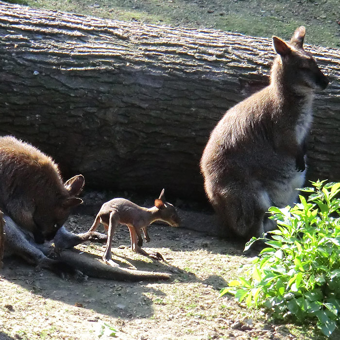 Bennettskängurus im Wuppertaler Zoo am 28. Mai 2012