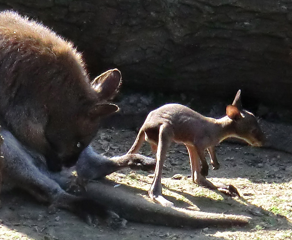 Bennetskängurus im Wuppertaler Zoo am 28. Mai 2012