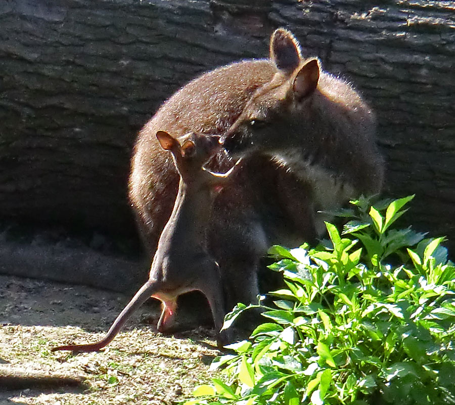 Bennetskängurus im Zoo Wuppertal am 28. Mai 2012