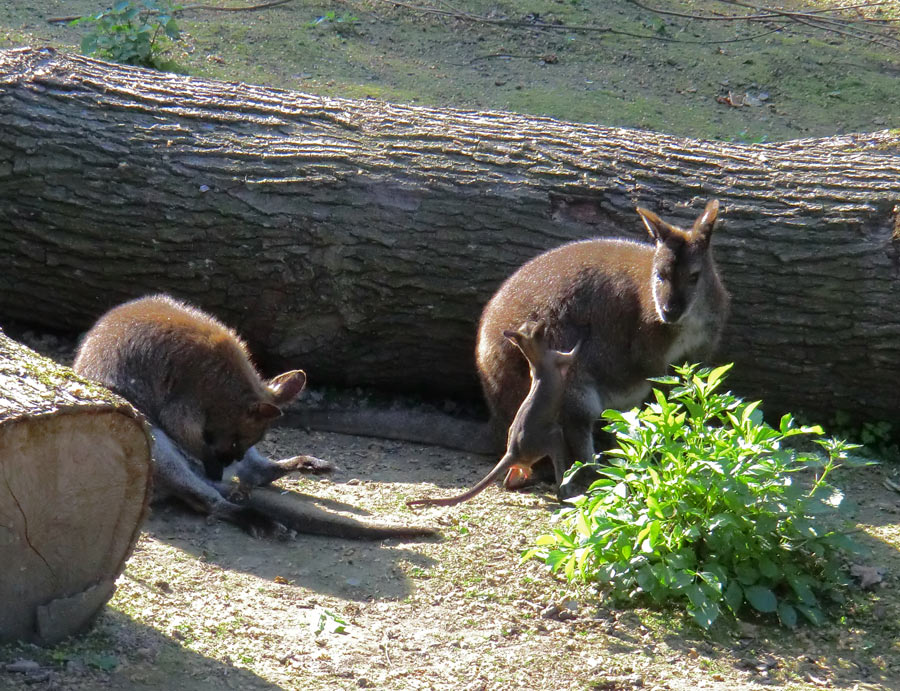 Bennetskängurus im Wuppertaler Zoo am 28. Mai 2012