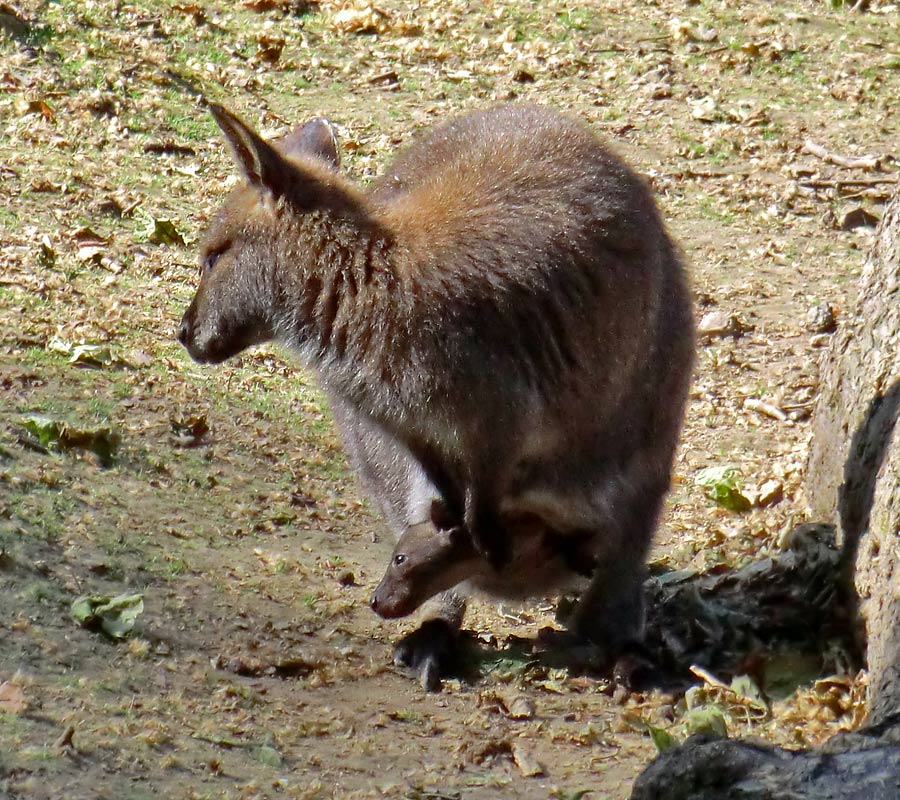 Bennetskängurus im Zoologischen Garten Wuppertal am 28. Mai 2012