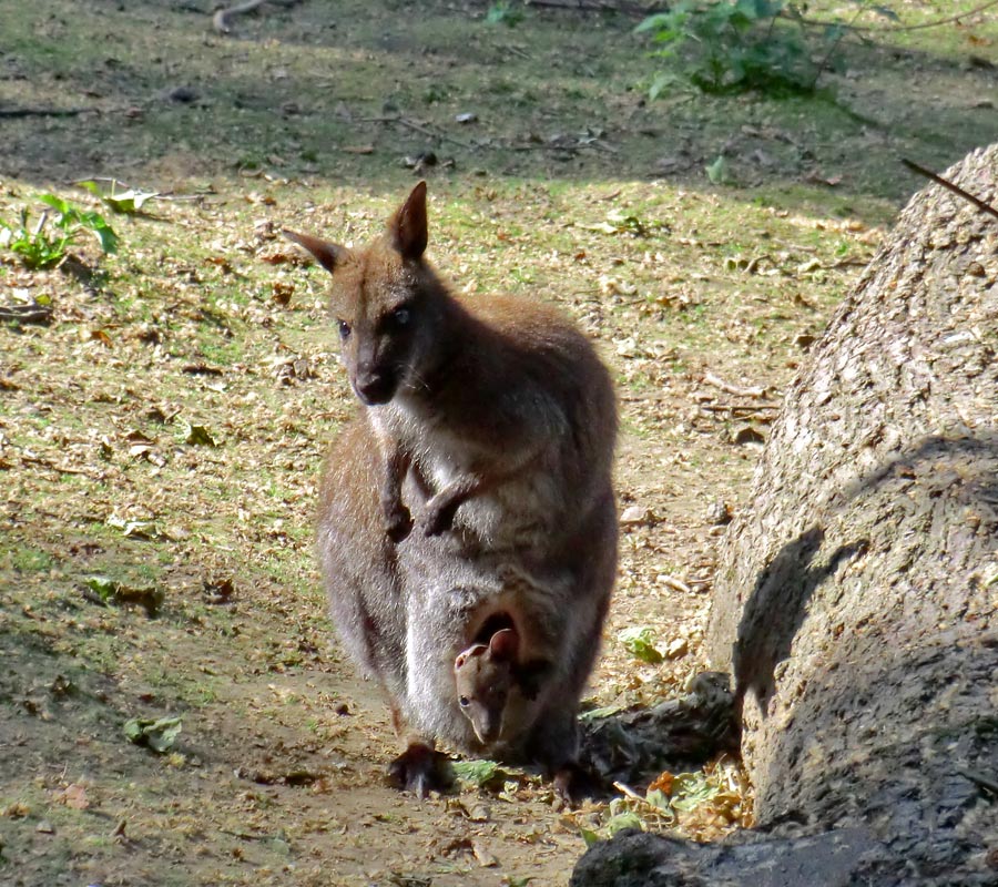 Bennetskängurus im Wuppertaler Zoo am 28. Mai 2012