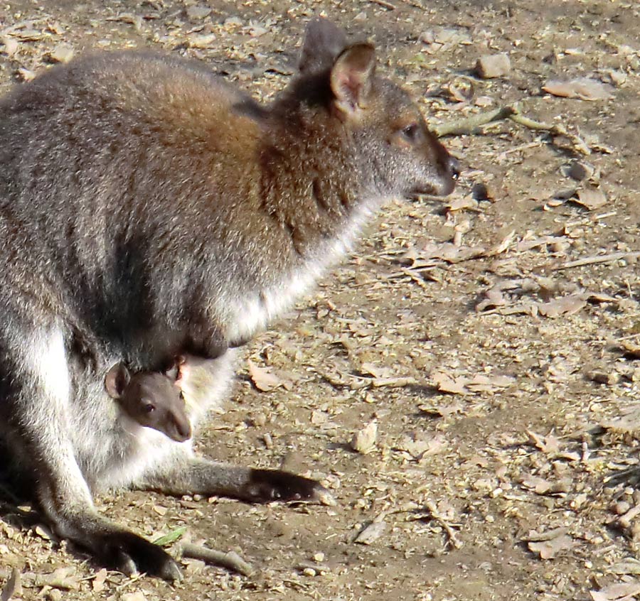 Bennetskängurus im Zoologischen Garten Wuppertal im März 2013