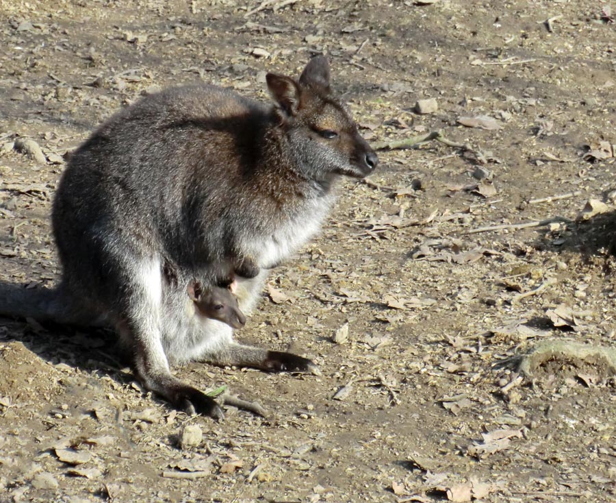 Bennetskängurus im Wuppertaler Zoo im März 2013