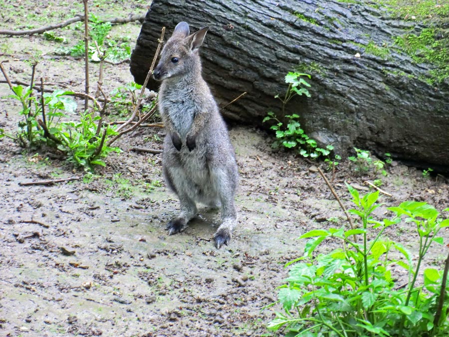 Bennetskänguru im Zoologischen Garten Wuppertal im Mai 2013