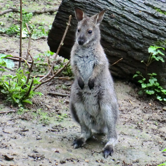 Bennettskängurus im Wuppertaler Zoo am 20. Mai 2013