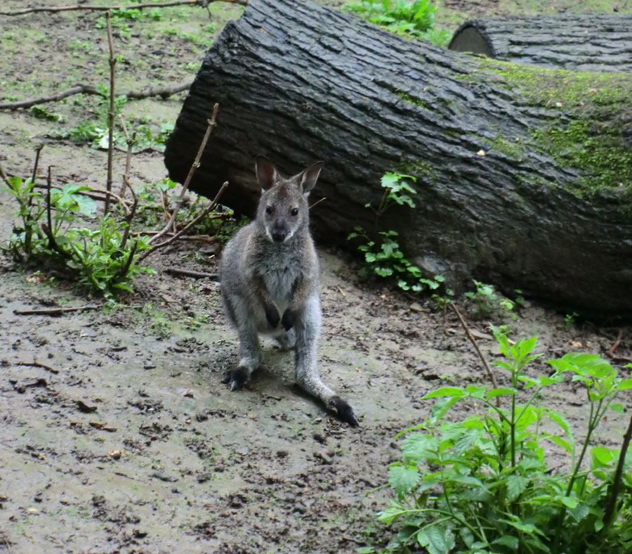 Bennetskänguru im Wuppertaler Zoo im Mai 2013