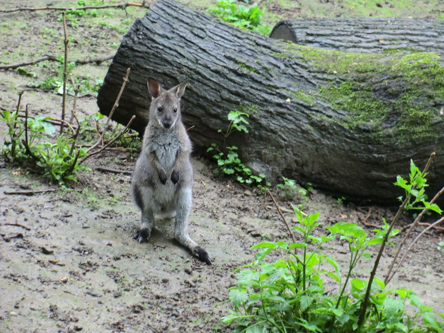 Bennetskänguru im Zoo Wuppertal im Mai 2013