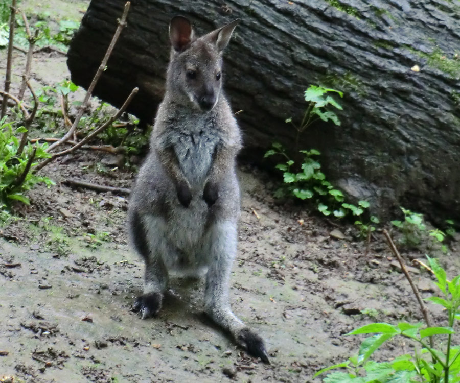 Bennetskänguru im Zoologischen Garten Wuppertal im Mai 2013