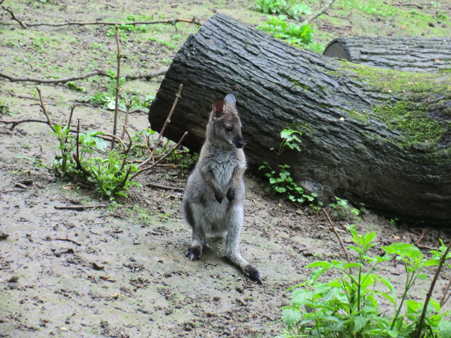 Bennetskänguru im Wuppertaler Zoo im Mai 2013