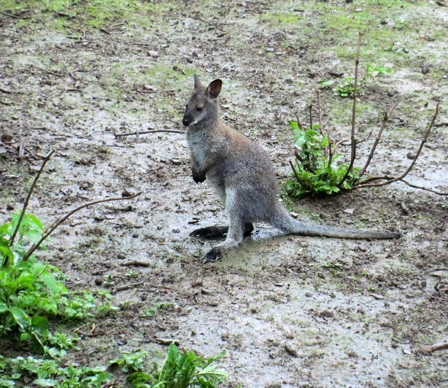 Bennetskänguru im Zoo Wuppertal im Mai 2013