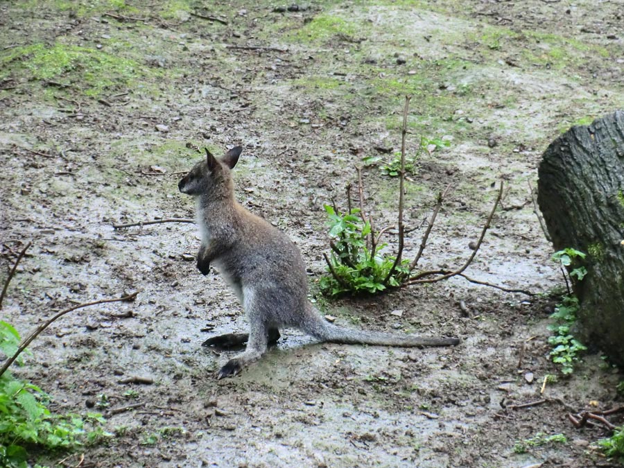 Bennetskänguru im Zoologischen Garten Wuppertal im Mai 2013