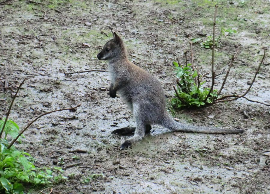 Bennetskänguru im Wuppertaler Zoo im Mai 2013