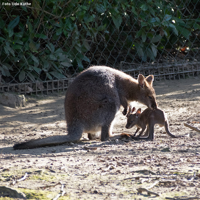 Bennettskängurus im Wuppertaler Zoo im März 2014 (Foto Udo Küthe)