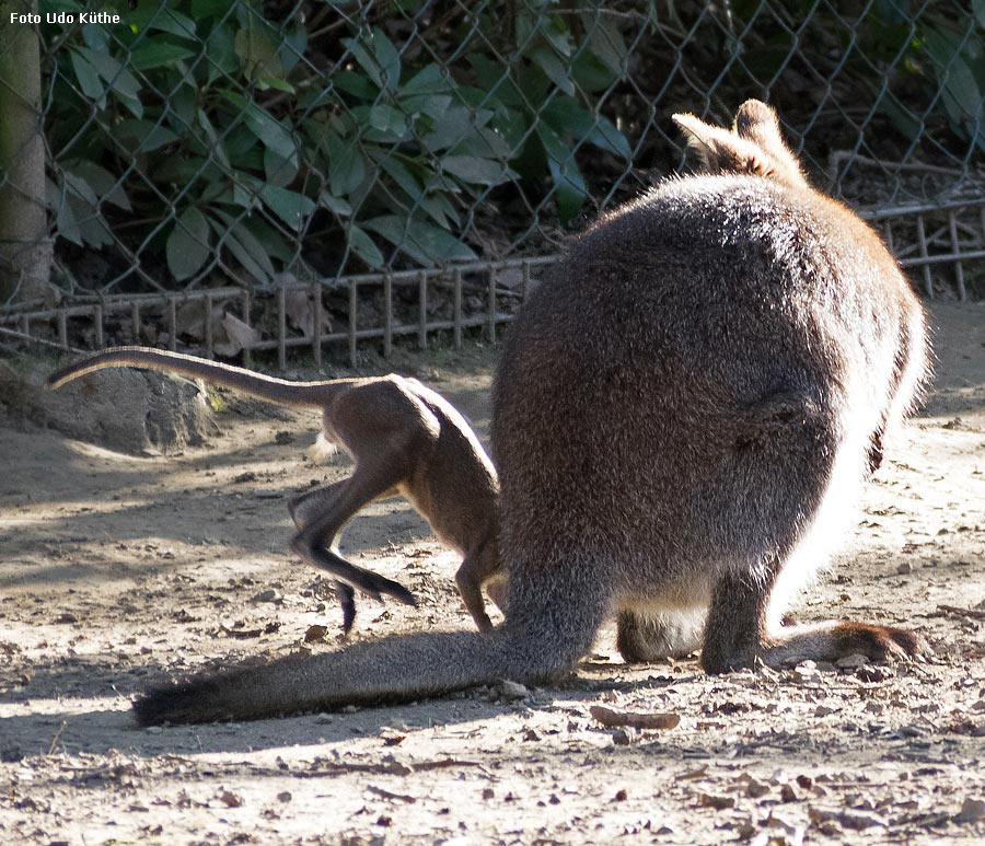 Bennettskänguru mit Jungtier im Zoologischen Garten Wuppertal im März 2014 (Foto Udo Küthe)