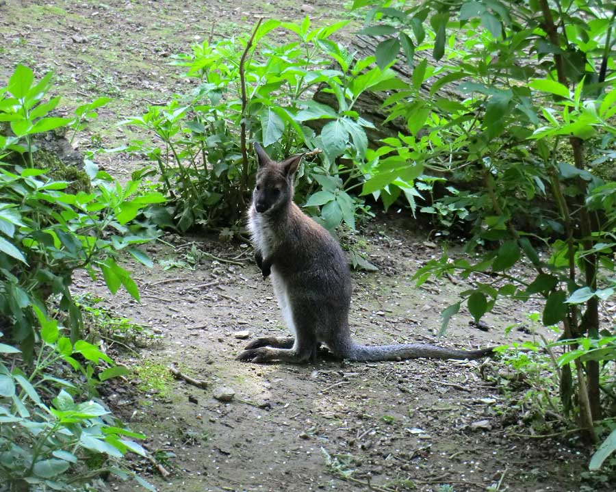 Bennettskänguru Jungtier im Wuppertaler Zoo im Mai 2014