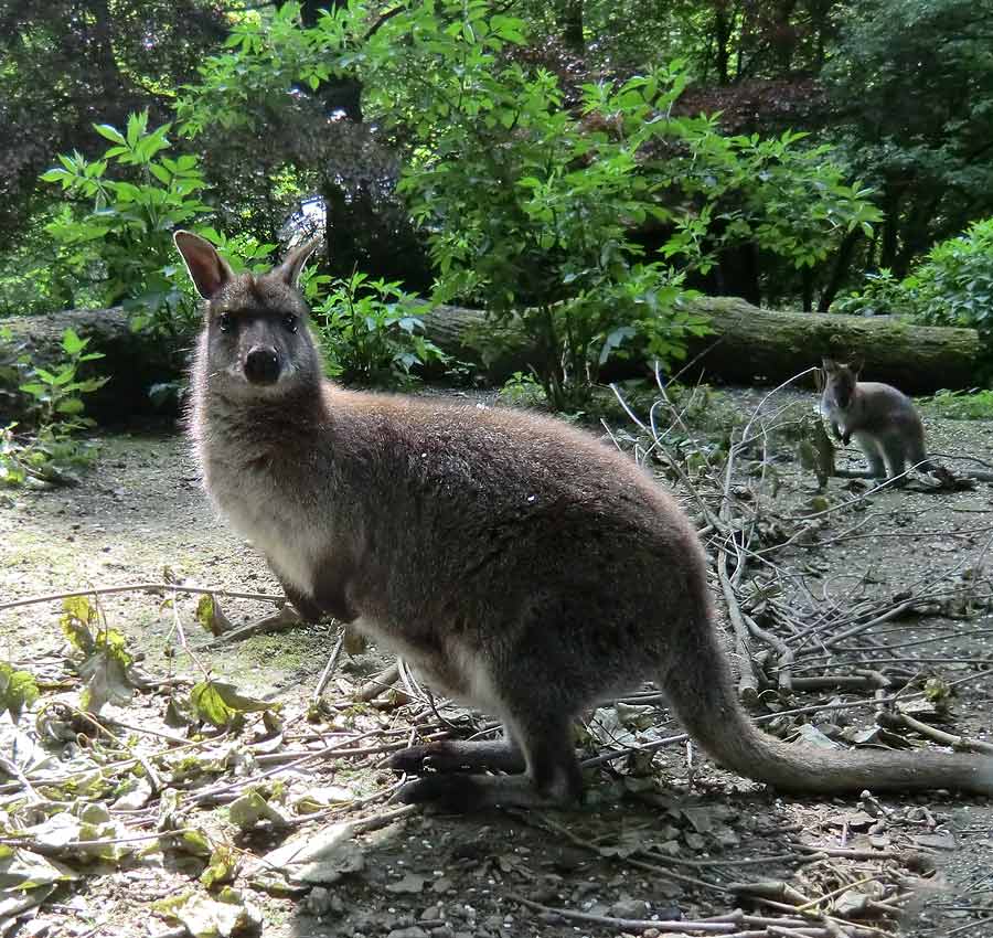 Bennettskänguru mit Jungtier im Zoo Wuppertal im Mai 2014