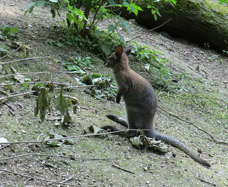 Bennettskänguru Jungtier im Zoologischen Garten Wuppertal im Mai 2014