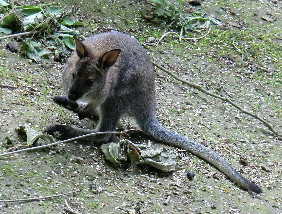 Bennettskänguru Jungtier im Wuppertaler Zoo im Mai 2014