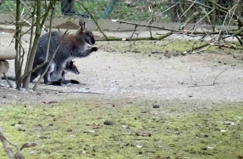 Bennettkänguru-Jungtier im Beutel der Känguru-Mutter im April 2016 auf der Außenanlage im Grünen Zoo Wuppertal