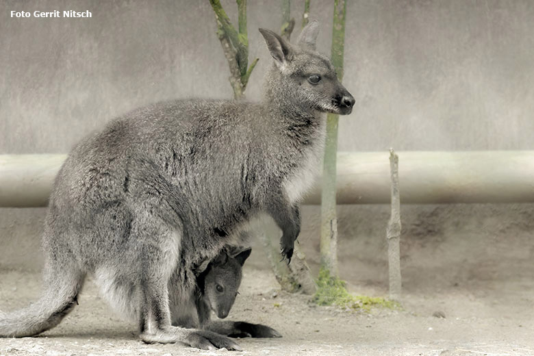 Bennettkänguru mit Jungtier im Beutel am 9. April 2018 auf der Außenanlage im Zoologischen Garten Wuppertal (Foto Gerrit Nitsch)