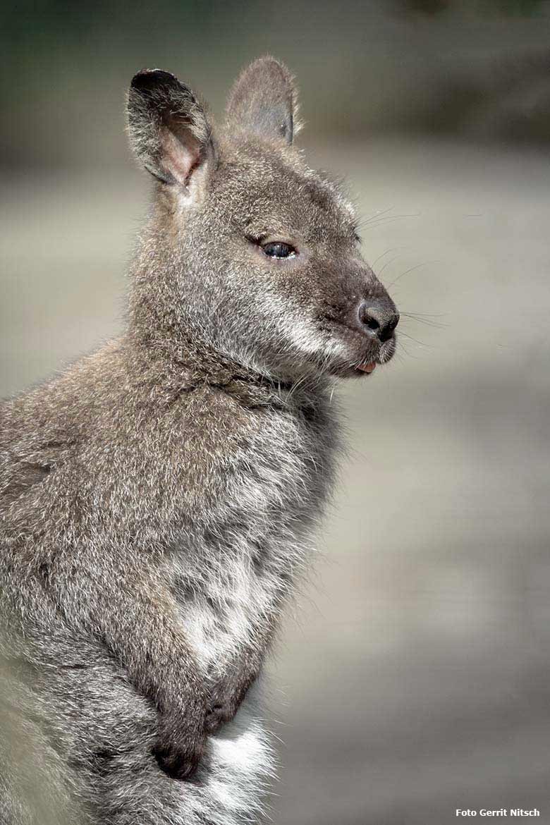 Bennettkänguru am 14. April 2018 auf der Außenanlage im Zoo Wuppertal (Foto Gerrit Nitsch)