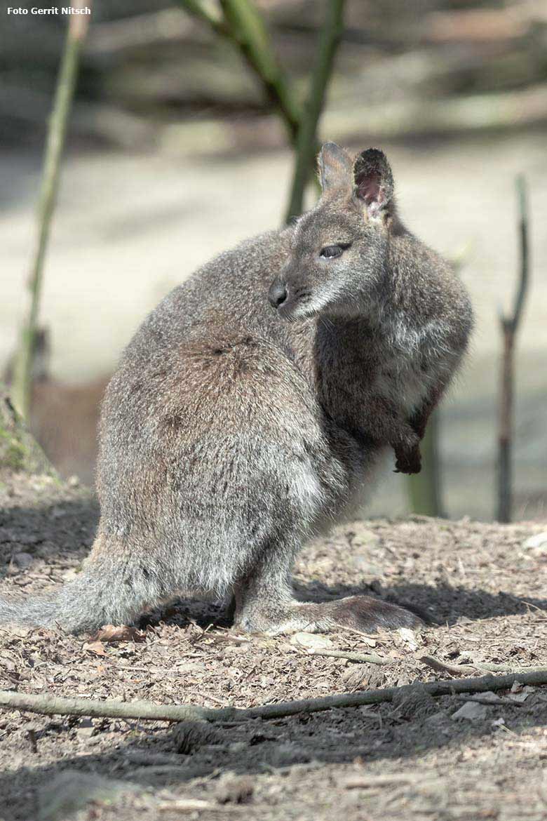 Bennettkänguru am 14. April 2018 auf der Außenanlage im Zoologischen Garten der Stadt Wuppertal (Foto Gerrit Nitsch)