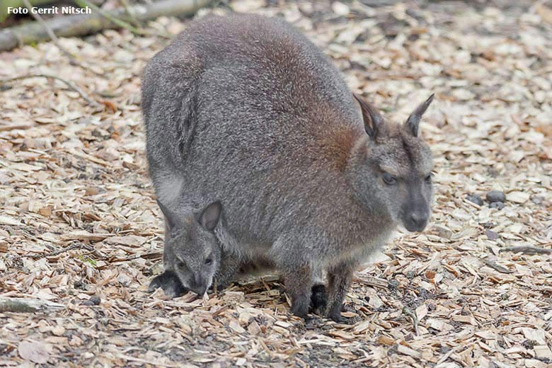 Bennettkänguru mit Jungtier am 16. April 2018 auf der Außenanlage im Wuppertaler Zoo (Foto Gerrit Nitsch)