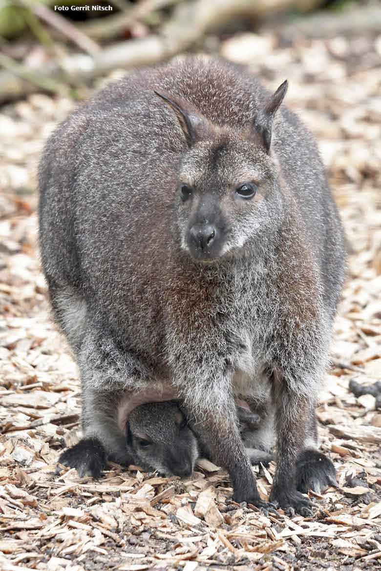 Bennettkänguru mit Jungtier am 16. April 2018 auf der Außenanlage im Zoo Wuppertal (Foto Gerrit Nitsch)