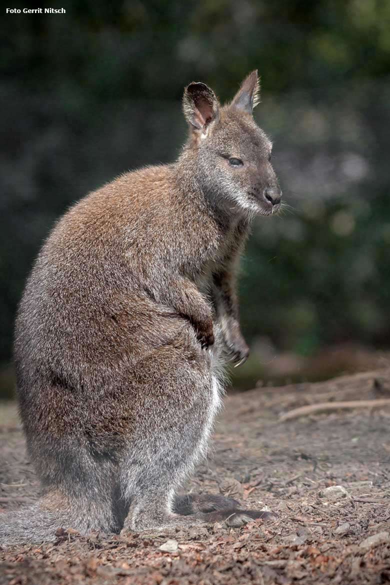 Bennettkänguru am 16. April 2018 auf der Außenanlage im Grünen Zoo Wuppertal (Foto Gerrit Nitsch)