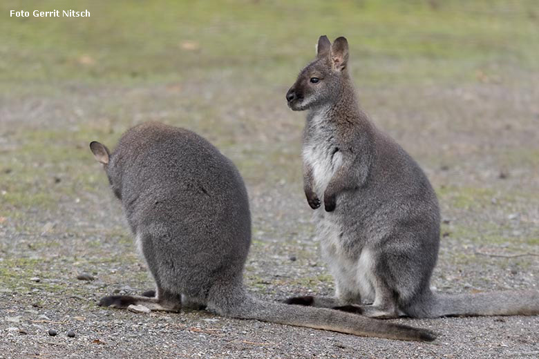 Bennettkängurus am 6. Januar 2020 auf der Außenanlage im Zoologischen Garten Wuppertal (Foto Gerrit Nitsch)