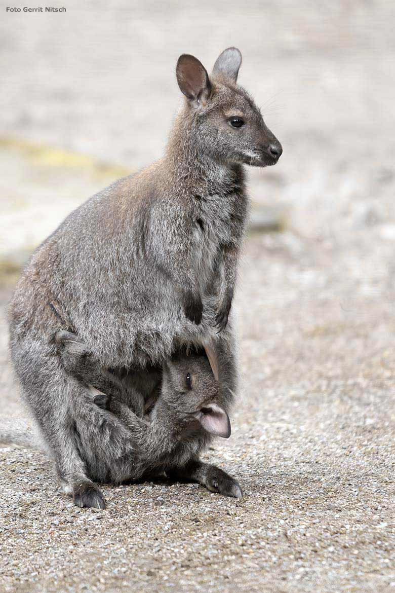 Bennettkänguru mit Jungtier im Beutel am 8. Juni 2020 auf der Außenanlage im Grünen Zoo Wuppertal (Foto Gerrit Nitsch)