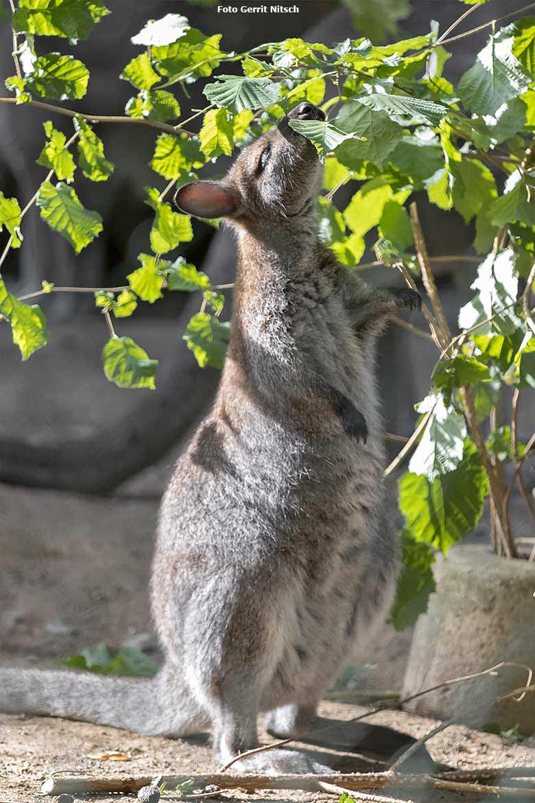 Bennettkänguru am 3. August 2020 auf der Außenanlage im Grünen Zoo Wuppertal (Foto Gerrit Nitsch)